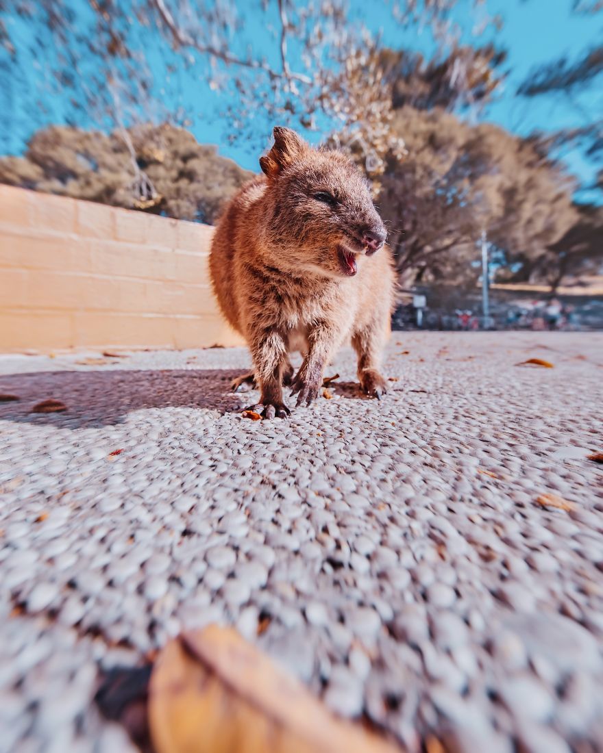 I Flew 25 Hours To Australia Just To See The Cutest Animals In The World - Quokkas