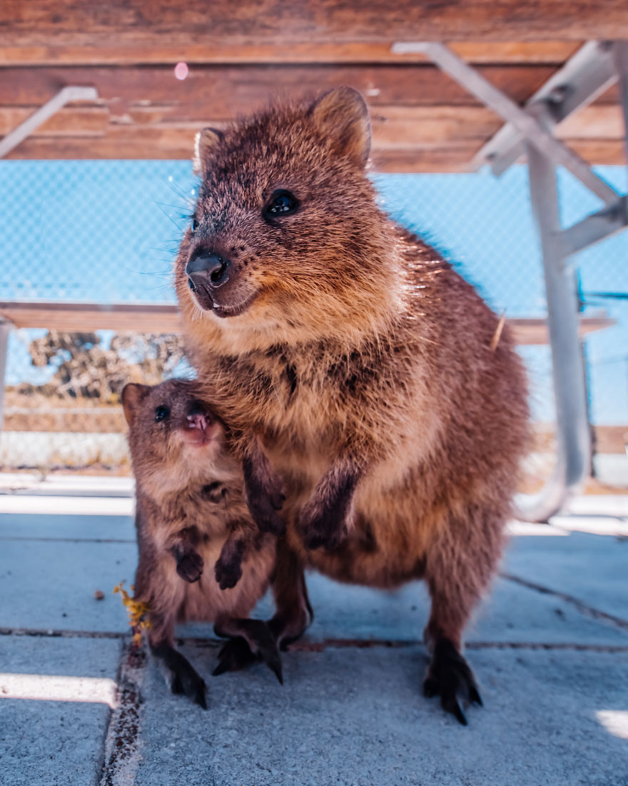 I Flew 25 Hours To Australia Just To See The Cutest Animals In The World - Quokkas