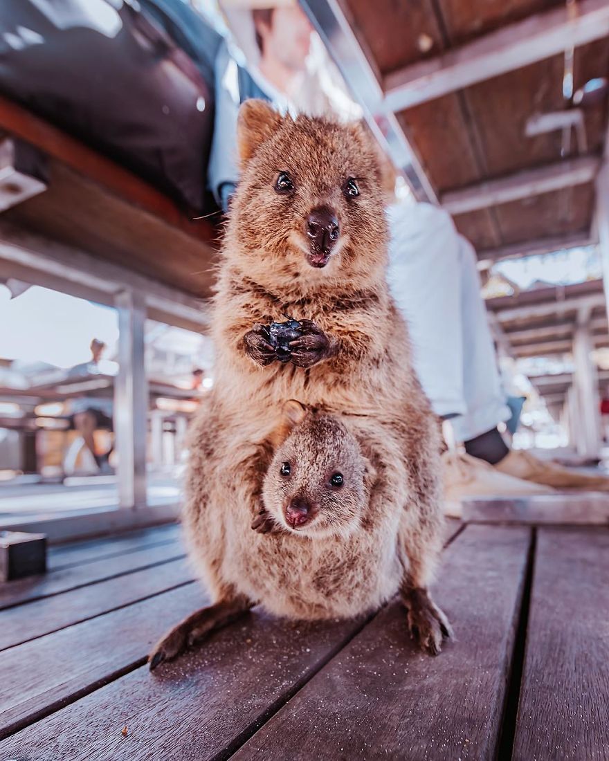 I Flew 25 Hours To Australia Just To See The Cutest Animals In The World - Quokkas