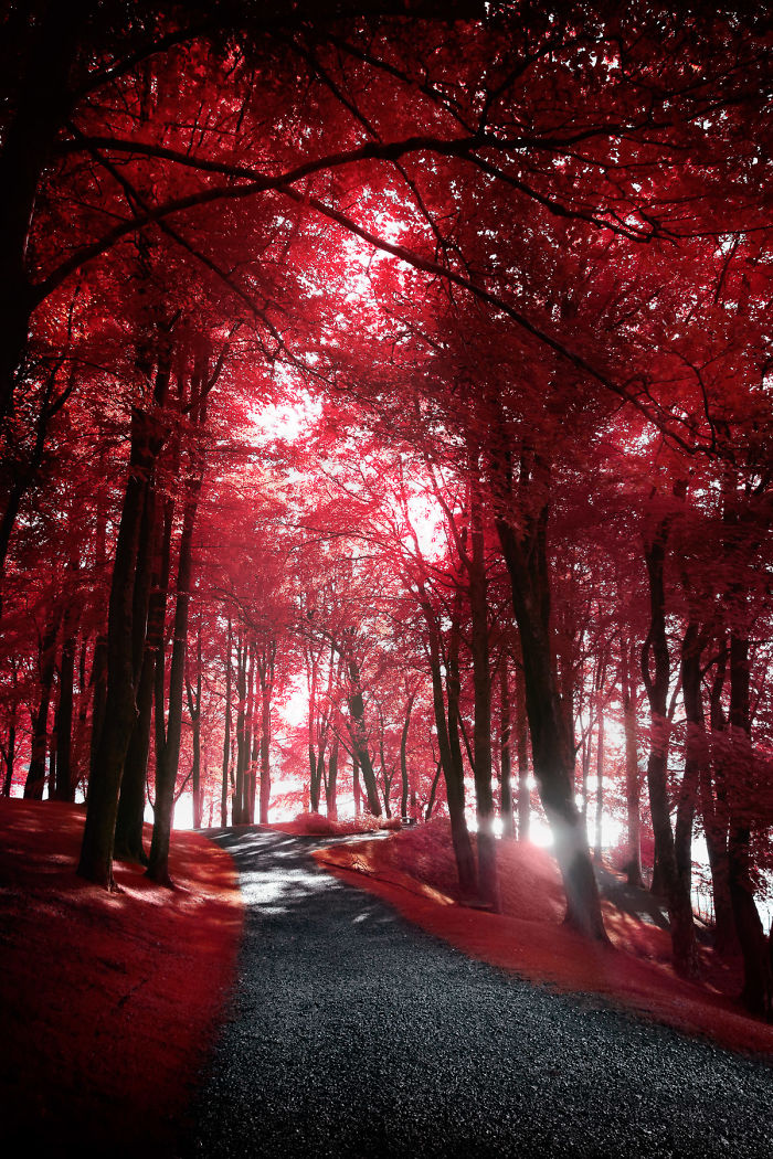 I Made A Lens Filter To Recreate The Kodak Aerochrome Filmic Look With A Modified Digital Camera.