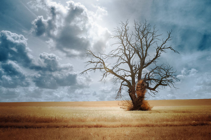 I Made A Lens Filter To Recreate The Kodak Aerochrome Filmic Look With A Modified Digital Camera.