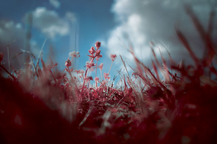 I Made A Lens Filter To Recreate The Kodak Aerochrome Filmic Look With A Modified Digital Camera.