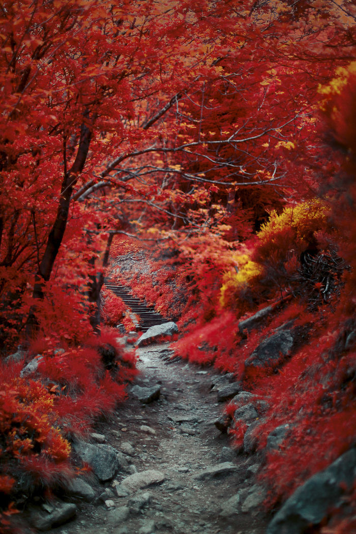 I Made A Lens Filter To Recreate The Kodak Aerochrome Filmic Look With A Modified Digital Camera.