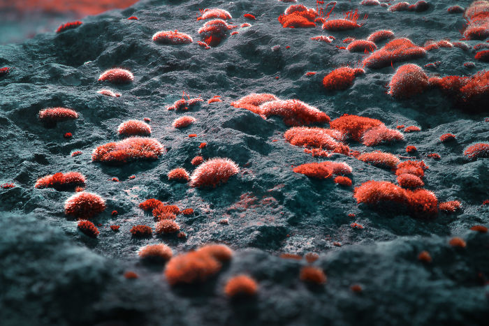 I Made A Lens Filter To Recreate The Kodak Aerochrome Filmic Look With A Modified Digital Camera.