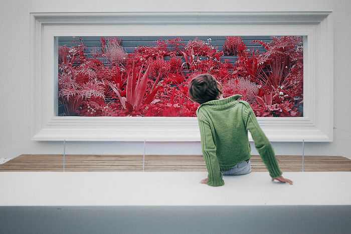 I Made A Lens Filter To Recreate The Kodak Aerochrome Filmic Look With A Modified Digital Camera.