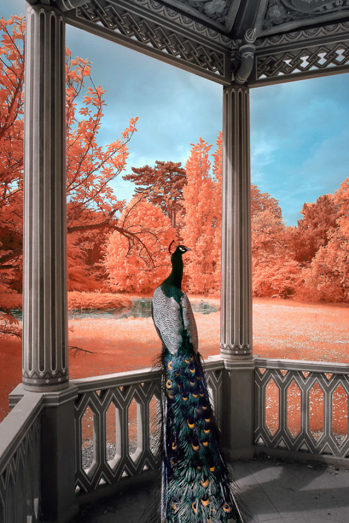 I Made A Lens Filter To Recreate The Kodak Aerochrome Filmic Look With A Modified Digital Camera.