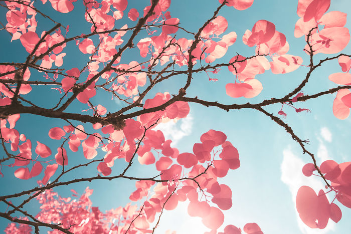 I Made A Lens Filter To Recreate The Kodak Aerochrome Filmic Look With A Modified Digital Camera.