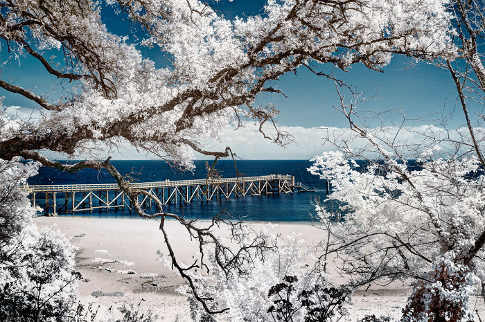 I Made A Lens Filter To Recreate The Kodak Aerochrome Filmic Look With A Modified Digital Camera.