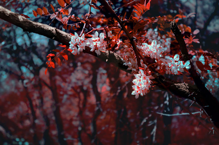 I Made A Lens Filter To Recreate The Kodak Aerochrome Filmic Look With A Modified Digital Camera.