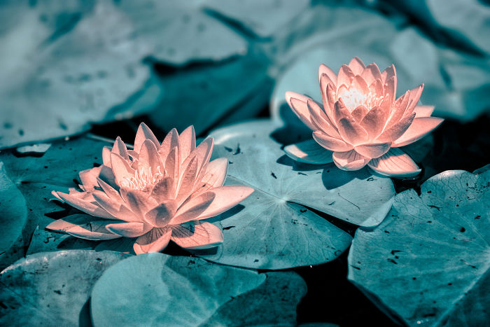 I Made A Lens Filter To Recreate The Kodak Aerochrome Filmic Look With A Modified Digital Camera.