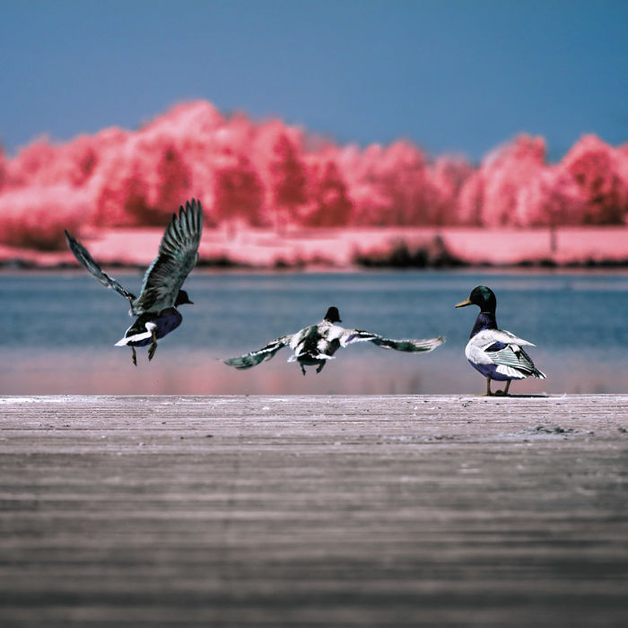 I Made A Lens Filter To Recreate The Kodak Aerochrome Filmic Look With A Modified Digital Camera.