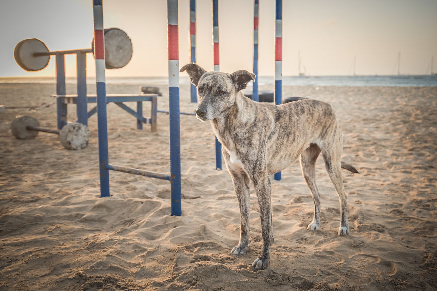 Open Air Gym At Santa Maria Beach