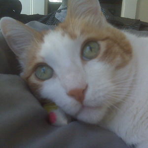 christinavigil avatar