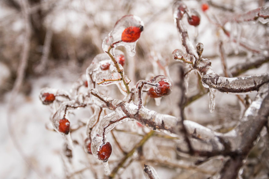 I Photographed Freezing Rain, Alternately Beautiful And Scary
