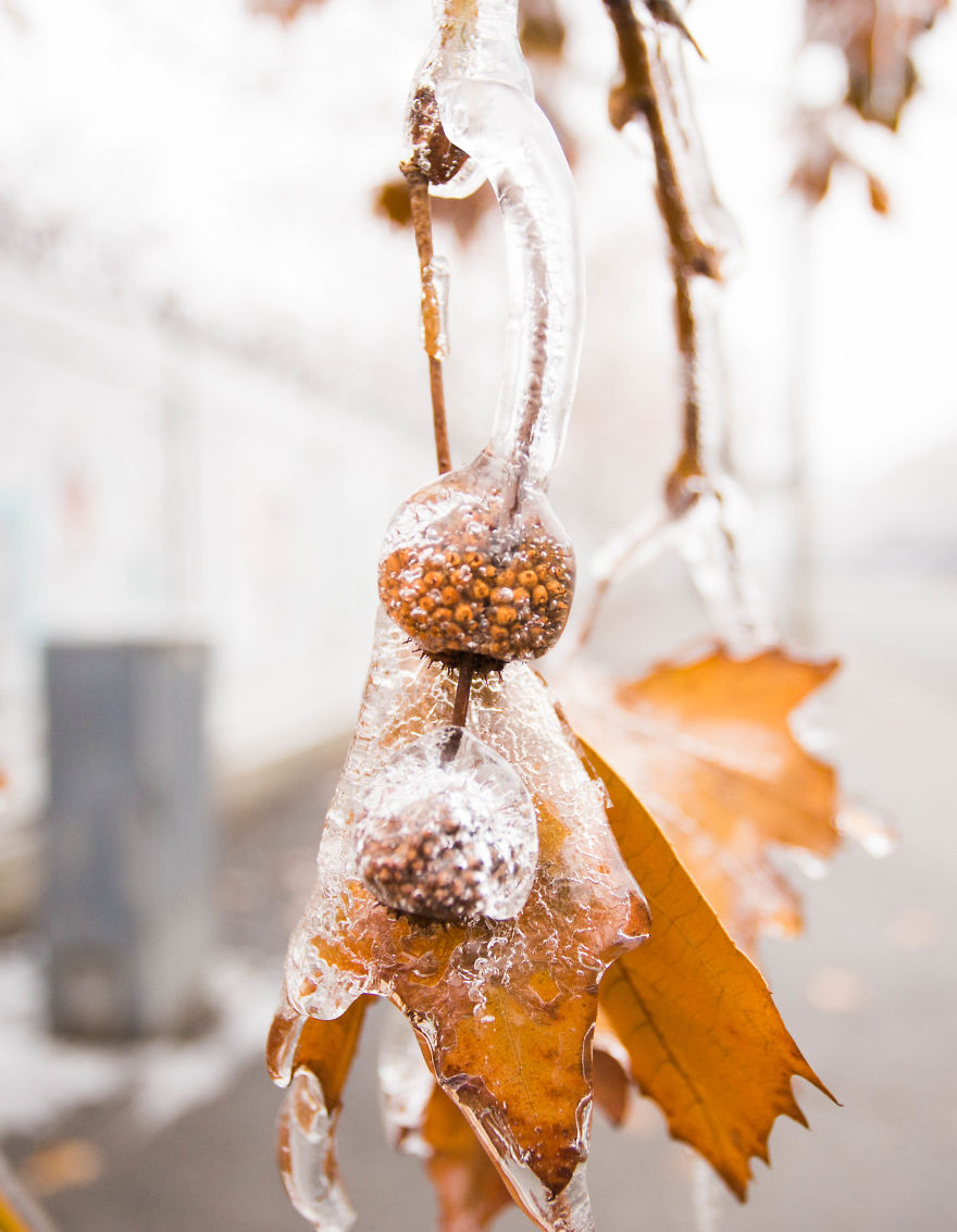I Photographed Freezing Rain, Alternately Beautiful And Scary