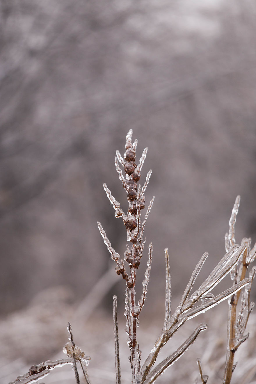 I Photographed Freezing Rain, Alternately Beautiful And Scary