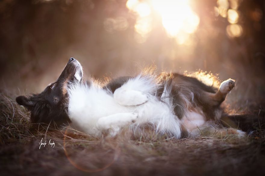 My Dog Had A Maternity Photoshoot!