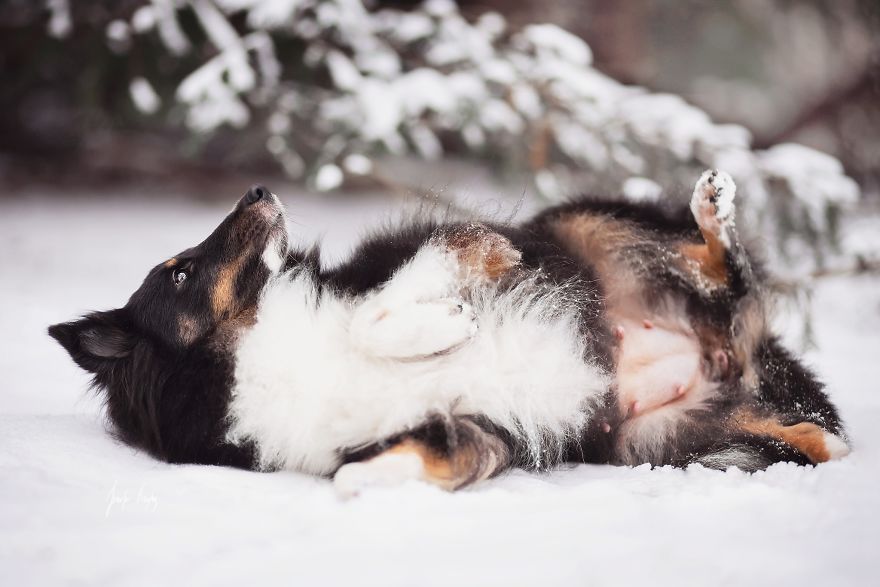 My Dog Had A Maternity Photoshoot!