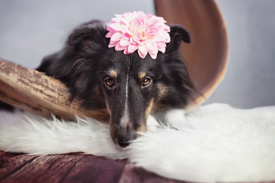 My Dog Had A Maternity Photoshoot!