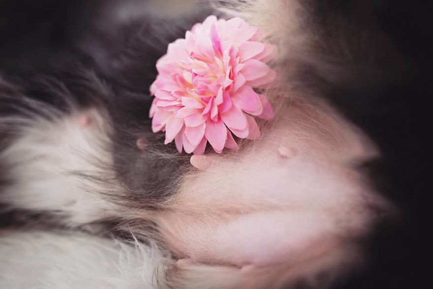 My Dog Had A Maternity Photoshoot!