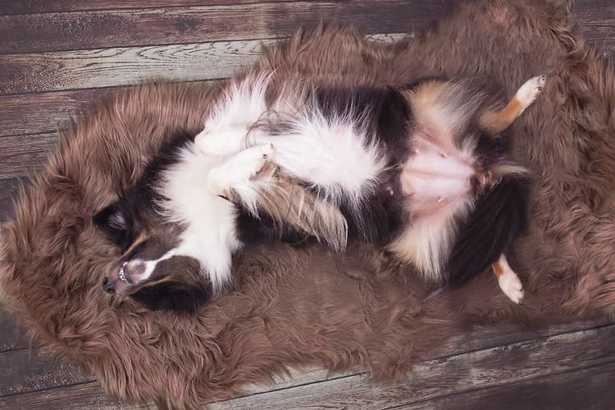 My Dog Had A Maternity Photoshoot!