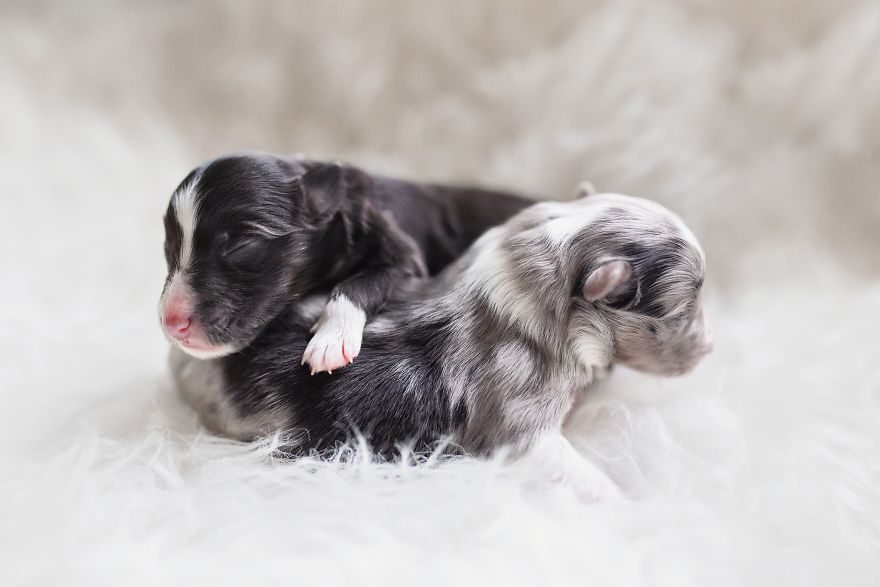 My Dog Had A Maternity Photoshoot!