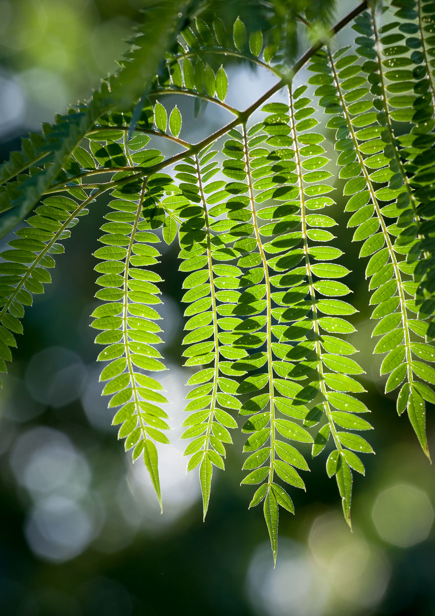 I Created A 'Photographer's Garden' In My Backyard Because My Life Was Too Busy For Travel