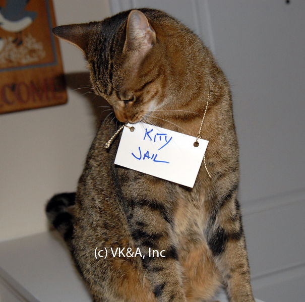KittyJail2-5c5dfac00847d.jpg