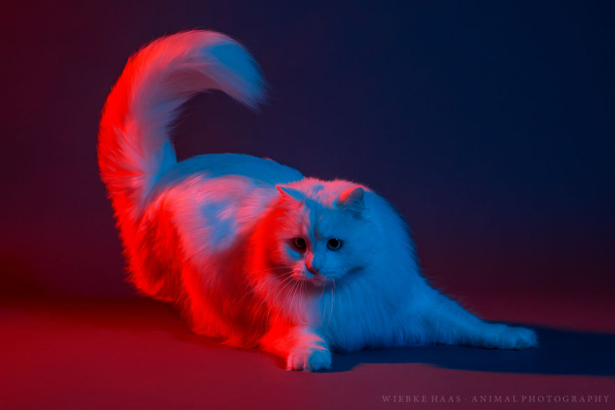 My Three Adopted Cats Love To Show Off So I Did A Studio Photoshoot Of Them My Three Adopted Cats Love To Show Off So I Did A Studio Photoshoot Of Them