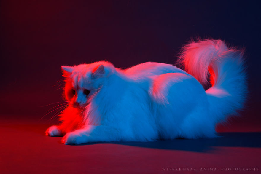 My Three Adopted Cats Love To Show Off So I Did A Studio Photoshoot Of Them