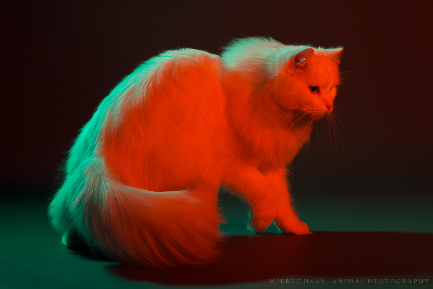 My Three Adopted Cats Love To Show Off So I Did A Studio Photoshoot Of Them My Three Adopted Cats Love To Show Off So I Did A Studio Photoshoot Of Them