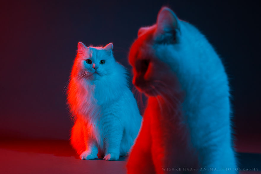My Three Adopted Cats Love To Show Off So I Did A Studio Photoshoot Of Them My Three Adopted Cats Love To Show Off So I Did A Studio Photoshoot Of Them