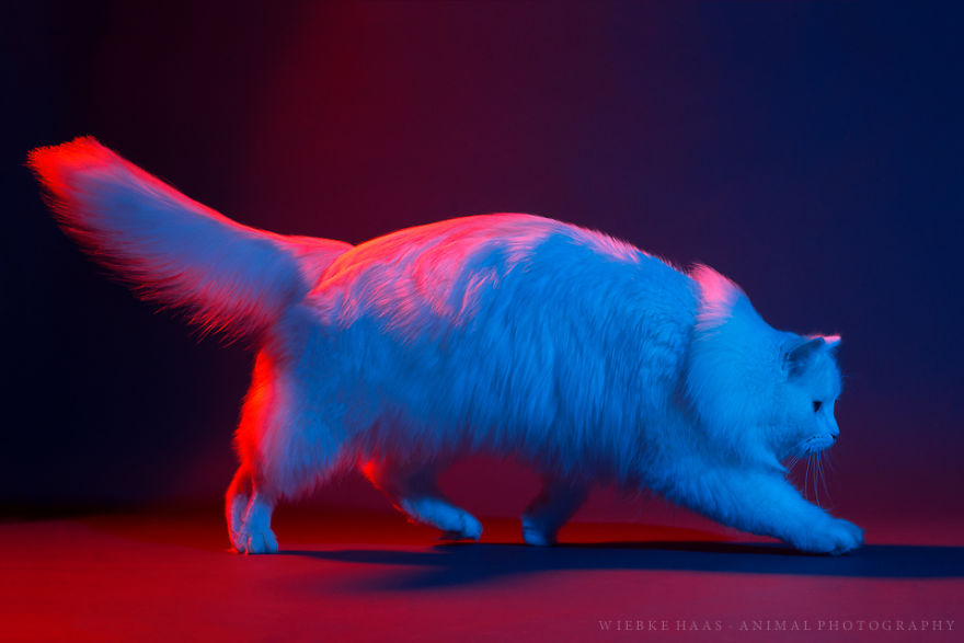 My Three Adopted Cats Love To Show Off So I Did A Studio Photoshoot Of Them My Three Adopted Cats Love To Show Off So I Did A Studio Photoshoot Of Them