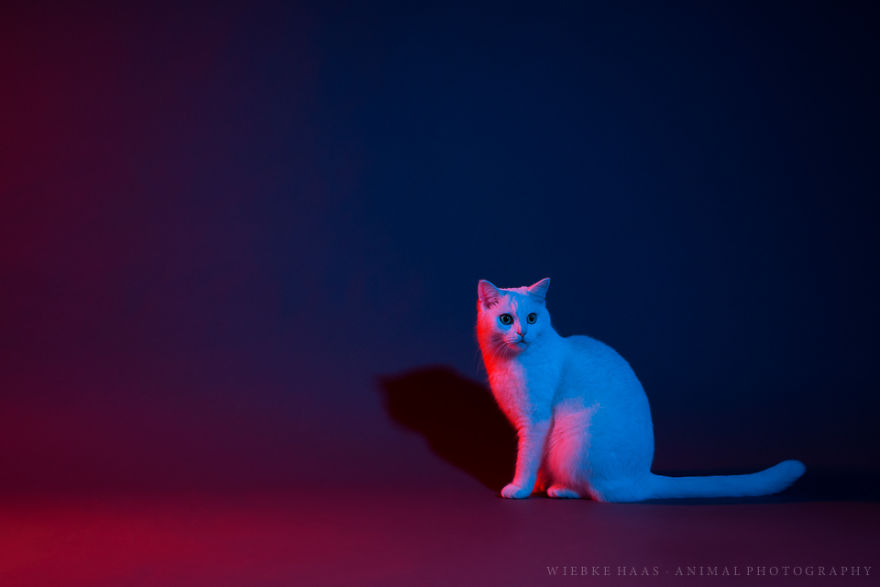 My Three Adopted Cats Love To Show Off So I Did A Studio Photoshoot Of Them My Three Adopted Cats Love To Show Off So I Did A Studio Photoshoot Of Them