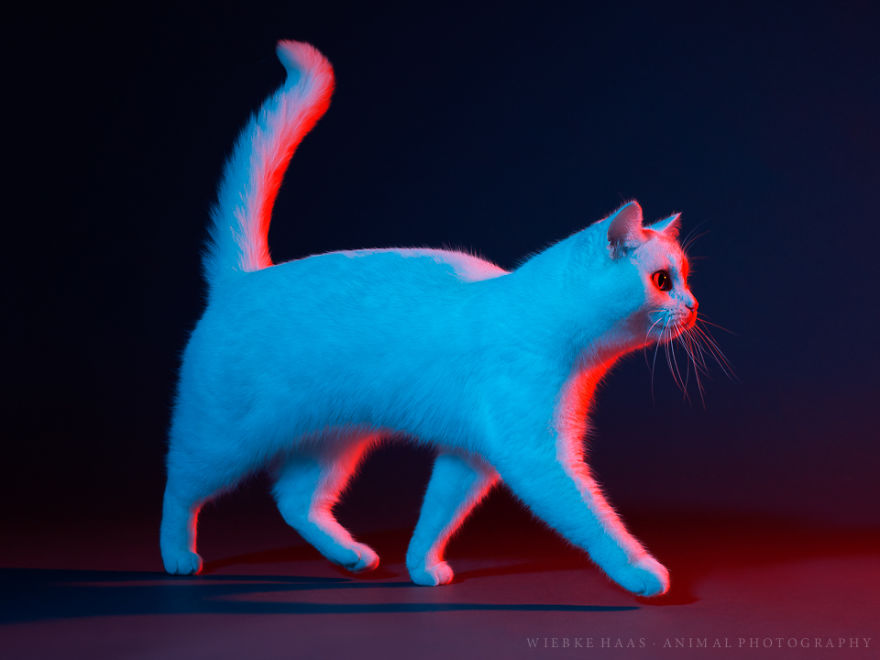 My Three Adopted Cats Love To Show Off So I Did A Studio Photoshoot Of Them My Three Adopted Cats Love To Show Off So I Did A Studio Photoshoot Of Them