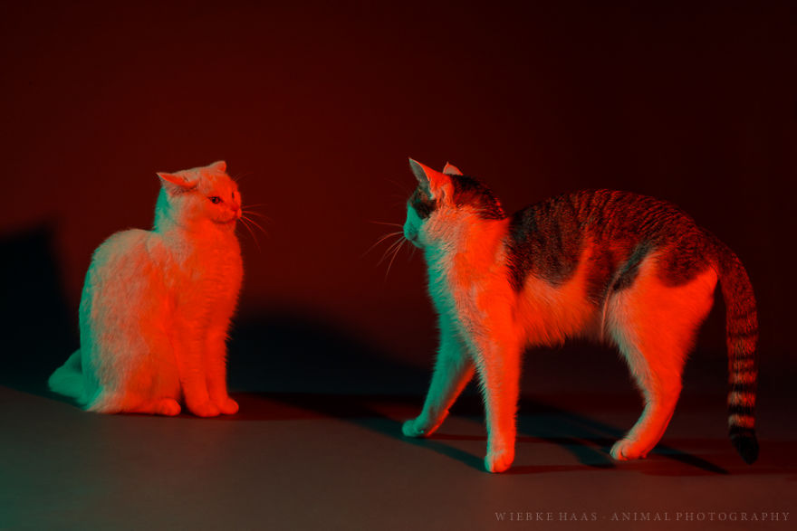 My Three Adopted Cats Love To Show Off So I Did A Studio Photoshoot Of Them My Three Adopted Cats Love To Show Off So I Did A Studio Photoshoot Of Them