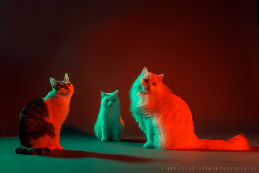 My Three Adopted Cats Love To Show Off So I Did A Studio Photoshoot Of Them