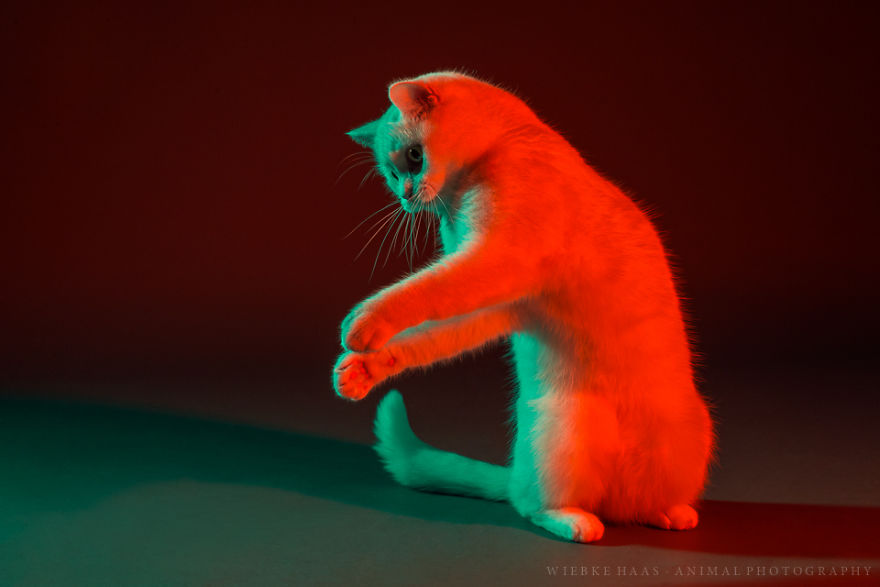 My Three Adopted Cats Love To Show Off So I Did A Studio Photoshoot Of Them