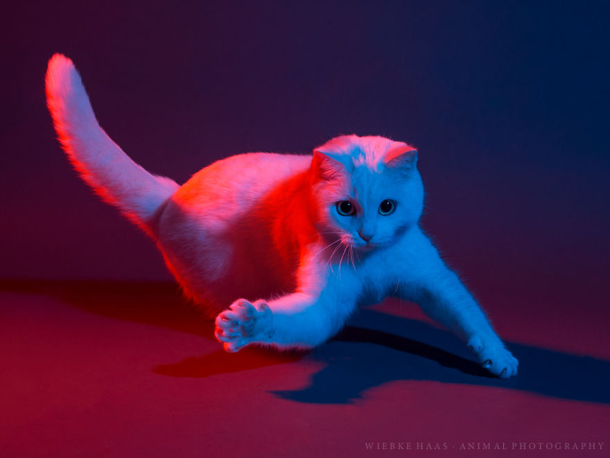 My Three Adopted Cats Love To Show Off So I Did A Studio Photoshoot Of Them My Three Adopted Cats Love To Show Off So I Did A Studio Photoshoot Of Them