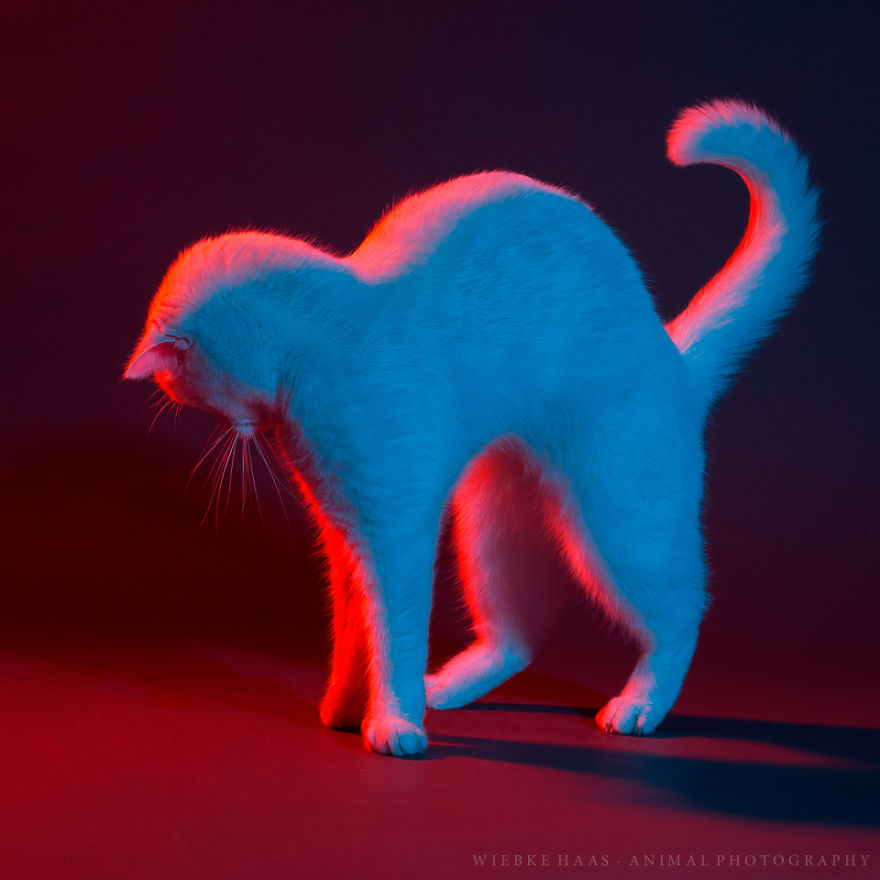 My Three Adopted Cats Love To Show Off So I Did A Studio Photoshoot Of Them My Three Adopted Cats Love To Show Off So I Did A Studio Photoshoot Of Them