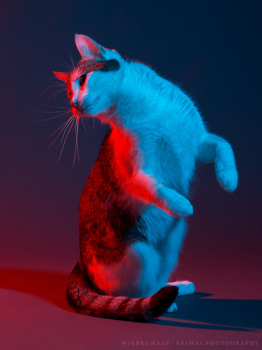 My Three Adopted Cats Love To Show Off So I Did A Studio Photoshoot Of Them My Three Adopted Cats Love To Show Off So I Did A Studio Photoshoot Of Them