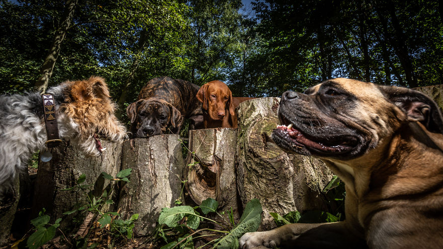 Daily Dogs Picstures For Facebook And Our Customers