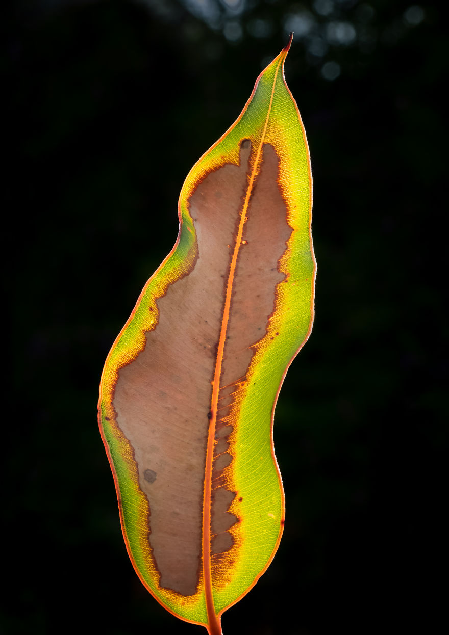 I Created A 'Photographer's Garden' In My Backyard Because My Life Was Too Busy For Travel