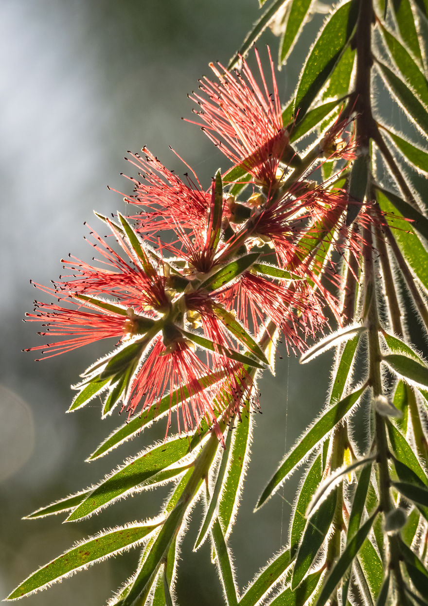 I Created A 'Photographer's Garden' In My Backyard Because My Life Was Too Busy For Travel