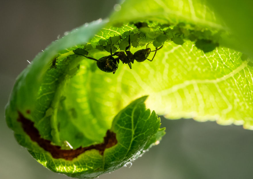 I Created A 'Photographer's Garden' In My Backyard Because My Life Was Too Busy For Travel