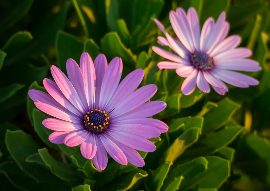 I Created A 'Photographer's Garden' In My Backyard Because My Life Was Too Busy For Travel