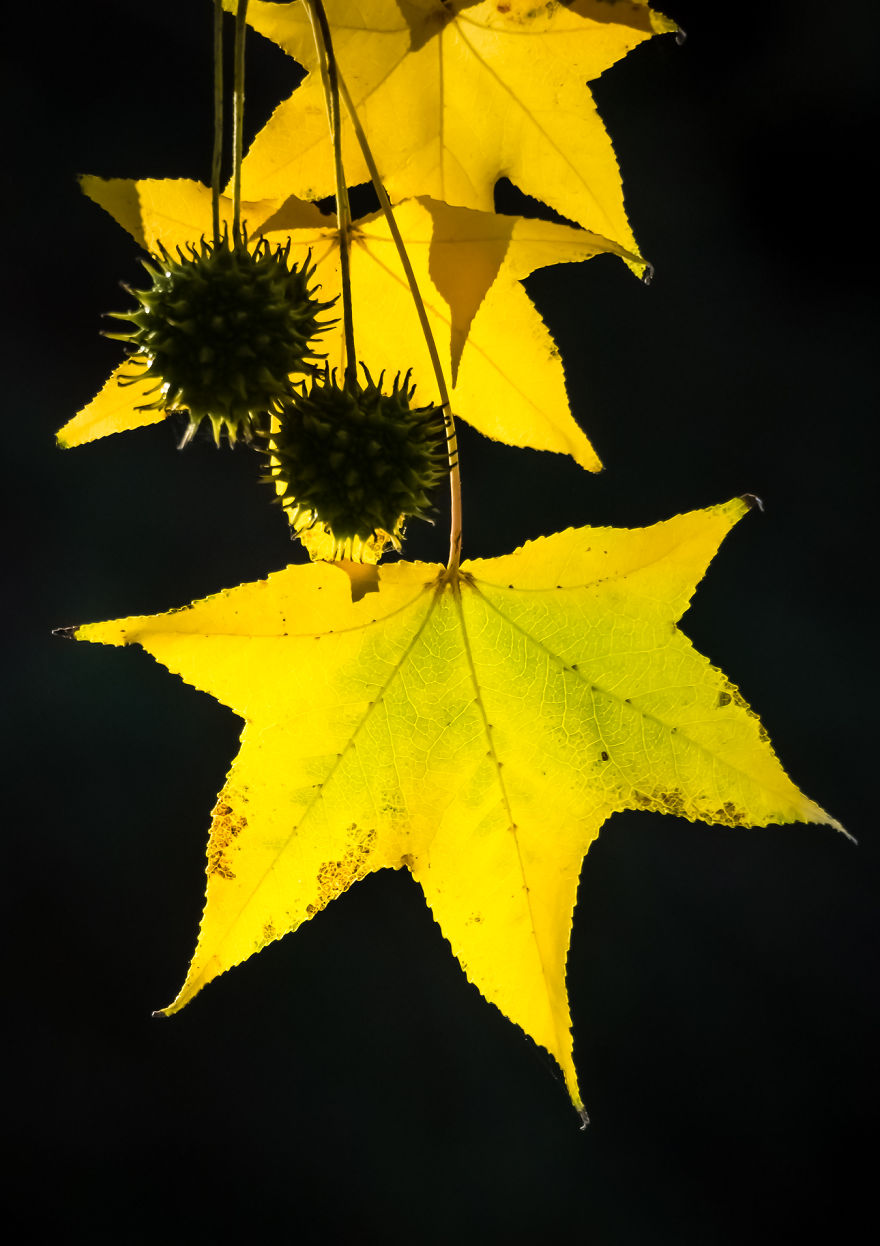 I Created A 'Photographer's Garden' In My Backyard Because My Life Was Too Busy For Travel