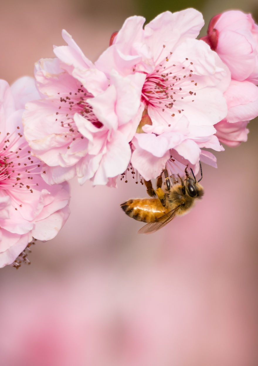 I Created A 'Photographer's Garden' In My Backyard Because My Life Was Too Busy For Travel