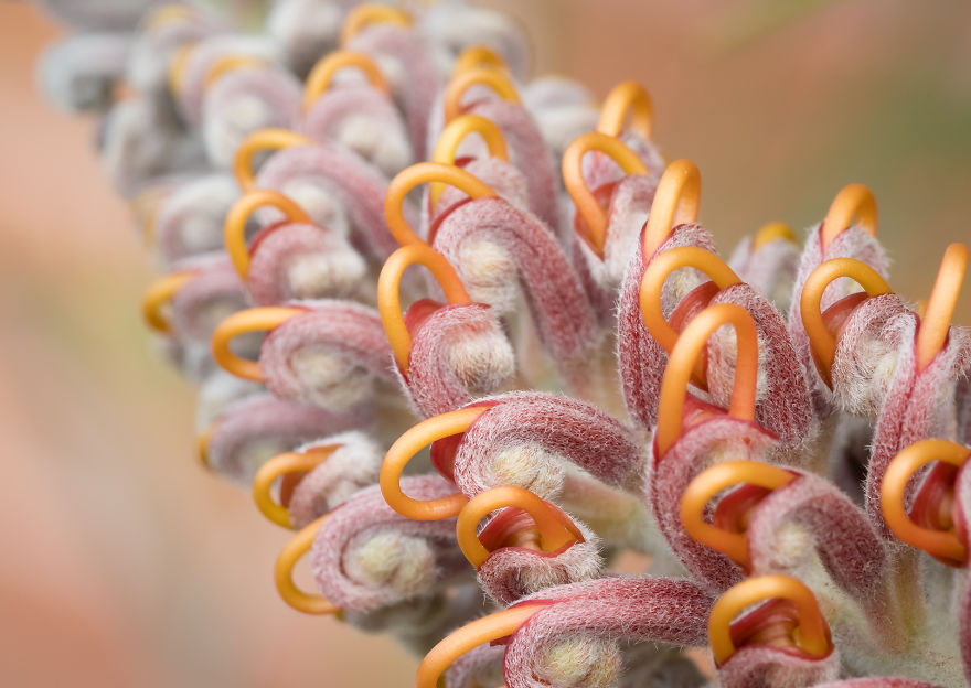 I Created A 'Photographer's Garden' In My Backyard Because My Life Was Too Busy For Travel