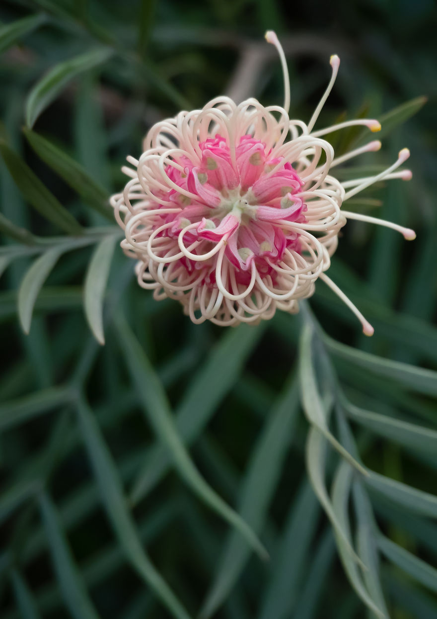 I Created A 'Photographer's Garden' In My Backyard Because My Life Was Too Busy For Travel